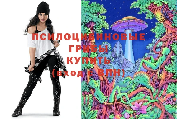 прущие грибы Абинск